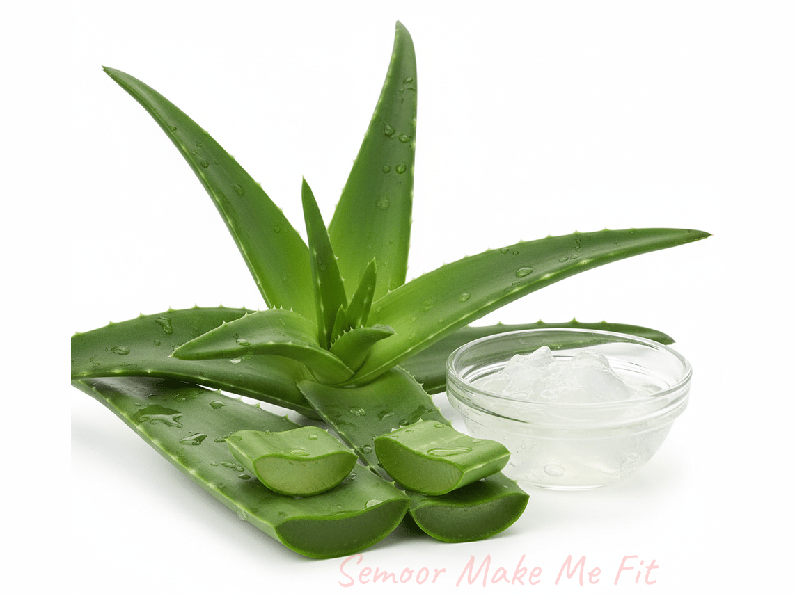 Fresh aloe vera plant - authentic Jamaican healing herb