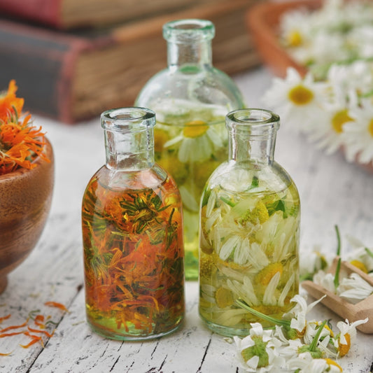 Jamaican Marigold (Mary Goules) – Healing, Vibrant, Versatile